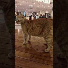 イスタンブールはショピングモール巡りが超楽しい!