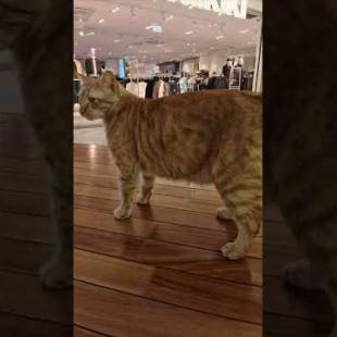 イスタンブールはショピングモール巡りが超楽しい!