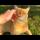 Orange male cat wants affection more than food