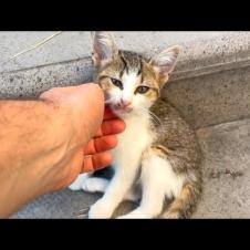 Kitten stray cats are waiting for love and food