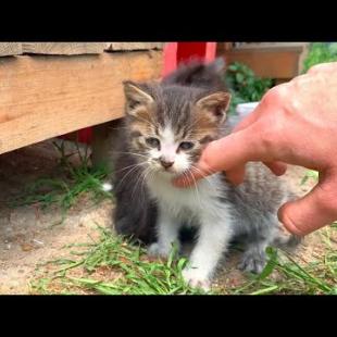 Abandoned kittens are waiting for me every day