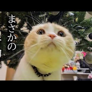 天井を突き破りそうな超巨大なクリスマスツリーを見た猫と犬がこうなった...