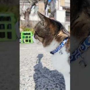 漁港を歩いていると猫がモフられに歩いてきた