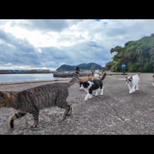 猫島で防波堤まで散歩したら猫が集まってきて猫の大名行列みたいになった