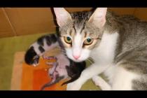 Kittens with their eyes not yet opened meet their mothers, warm family portrait