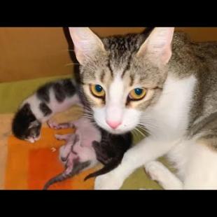 Kittens with their eyes not yet opened meet their mothers, warm family portrait