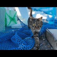 猫と一緒に漁港をお散歩したら癒しが過ぎた