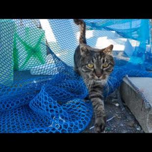 猫と一緒に漁港をお散歩したら癒しが過ぎた