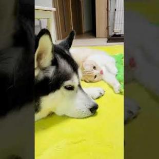 こっそりハスキー犬に甘えまくる子猫が可愛いすぎる…笑#shorts