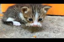 💞🐾 "Where Are You, Mother Cat? The Kittens' Touching Call Is Going Viral!