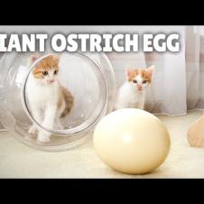 I Cooked a Massive Ostrich Egg for My Cats! | Kittisaurus
