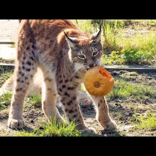 РЕАКЦИЯ РЫСЕЙ НА ТЫКВУ / Бобр виноградоприемник