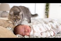 Cat Meets Newborn Baby for the First Time
