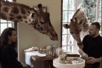 기린과 함께 식사를