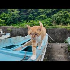 漁船の主!? 撫でたらゴロゴロ言いながら自分から降りてきた猫が可愛すぎた件🚢🐱