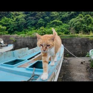 漁船の主!? 撫でたらゴロゴロ言いながら自分から降りてきた猫が可愛すぎた件🚢🐱
