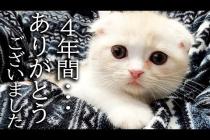 ハスキー犬に育てられた子猫は4年後こうなりました...