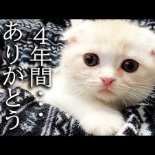 ハスキー犬に育てられた子猫は4年後こうなりました...