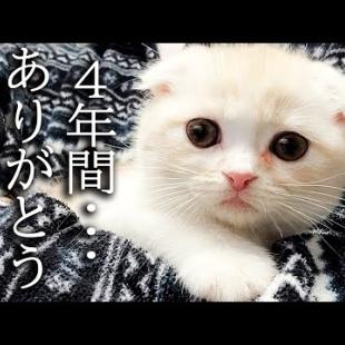 ハスキー犬に育てられた子猫は4年後こうなりました...