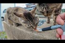 【天国】猫島で出会った猫たちにもちゅ〜るあげてみた結果…