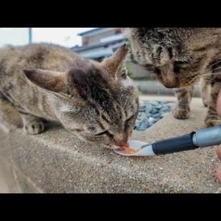 【天国】猫島で出会った猫たちにもちゅ〜るあげてみた結果…