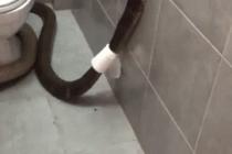 공포의 화장실 휴지걸이