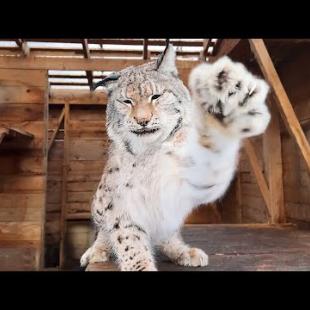 РЫСЬ МАРТИН В ПРЕДВКУШЕНИИ ВСТРЕЧИ С ХАННОЙ / Реакция енотов на личи