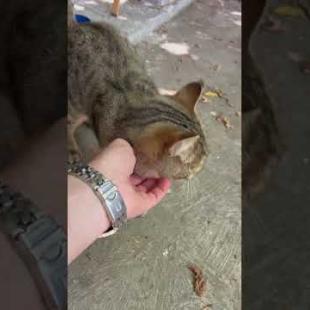 Homeless cat just wants attention and affection #shorts #meow #kitten #cat #cute  #animals #kittens