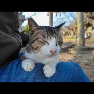 【湯島】山の上の神社に行くと人が来るのを待っていたかの様な猫が居て甘えてきます