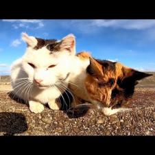 猫島で出会った仲良し野良猫、二人同時腰トントンで喜ぶ