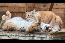 НЕВЕРОЯТНО МИЛЫЕ РЫСИ / Сингапура принесла котят на кровать