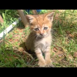 The kitten thinks I'm her best friend, we play games together