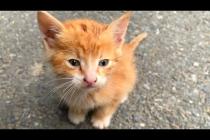 💕🐈 Self-Sacrifice Mother Cat Adopts Orphaned Kitten – Your Eyes Will Be Filled with Tears