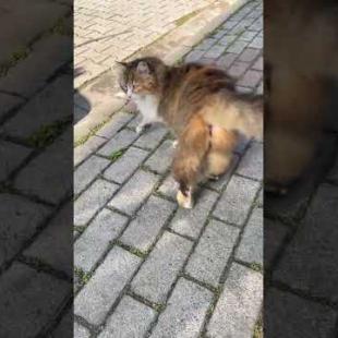 Longhaired calico cat says leave me alone, meow #shorts #cat #kitten #animals  #kittens #children