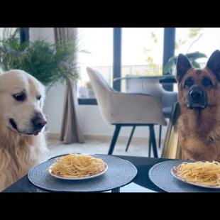 Spaghetti Eating Competition: German Shepherd vs. Golden Retriever