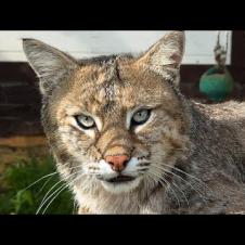 БОБКЭТ РУФУС ОБОЗЛИЛСЯ НЕ НА ШУТКУ / Радостные новости