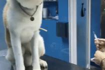 주사맞는 멍멍이