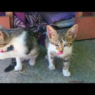 Adorable Hungry Kittens living on the street with their mother