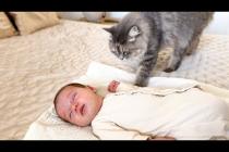 Funny Cat Reaction to Newborn Baby