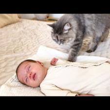 Funny Cat Reaction to Newborn Baby
