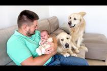 Golden Retrievers Demand Attention When Baby Gets It