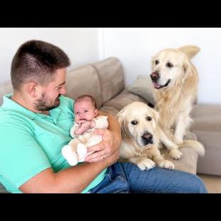 Golden Retrievers Demand Attention When Baby Gets It
