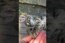 Cute kitten gives me a high five with her paws #shorts #catshorts #cats #cat #kitten #cute