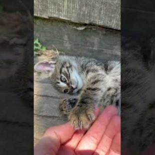 Cute kitten gives me a high five with her paws #shorts #catshorts #cats #cat #kitten #cute