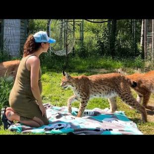 ПИКНИК С РЫСЯМИ / Райская жизнь свиньи