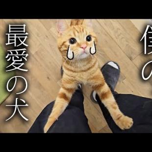 突然、犬を預けたらニャーニャー泣いて家中探し回る子猫がこちら