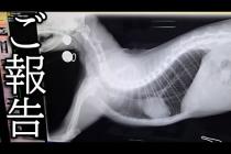 【ご報告】病院で診察を受けたら腎臓が...