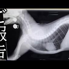 【ご報告】病院で診察を受けたら腎臓が...