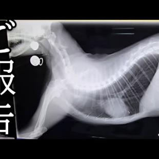 【ご報告】病院で診察を受けたら腎臓が...