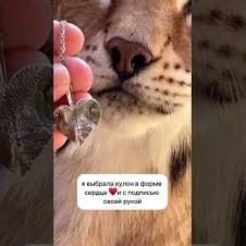 ​@Kotomama_official  Носик рыси для всех! Скидка 50%  (на сутки) по промокоду: bobcat